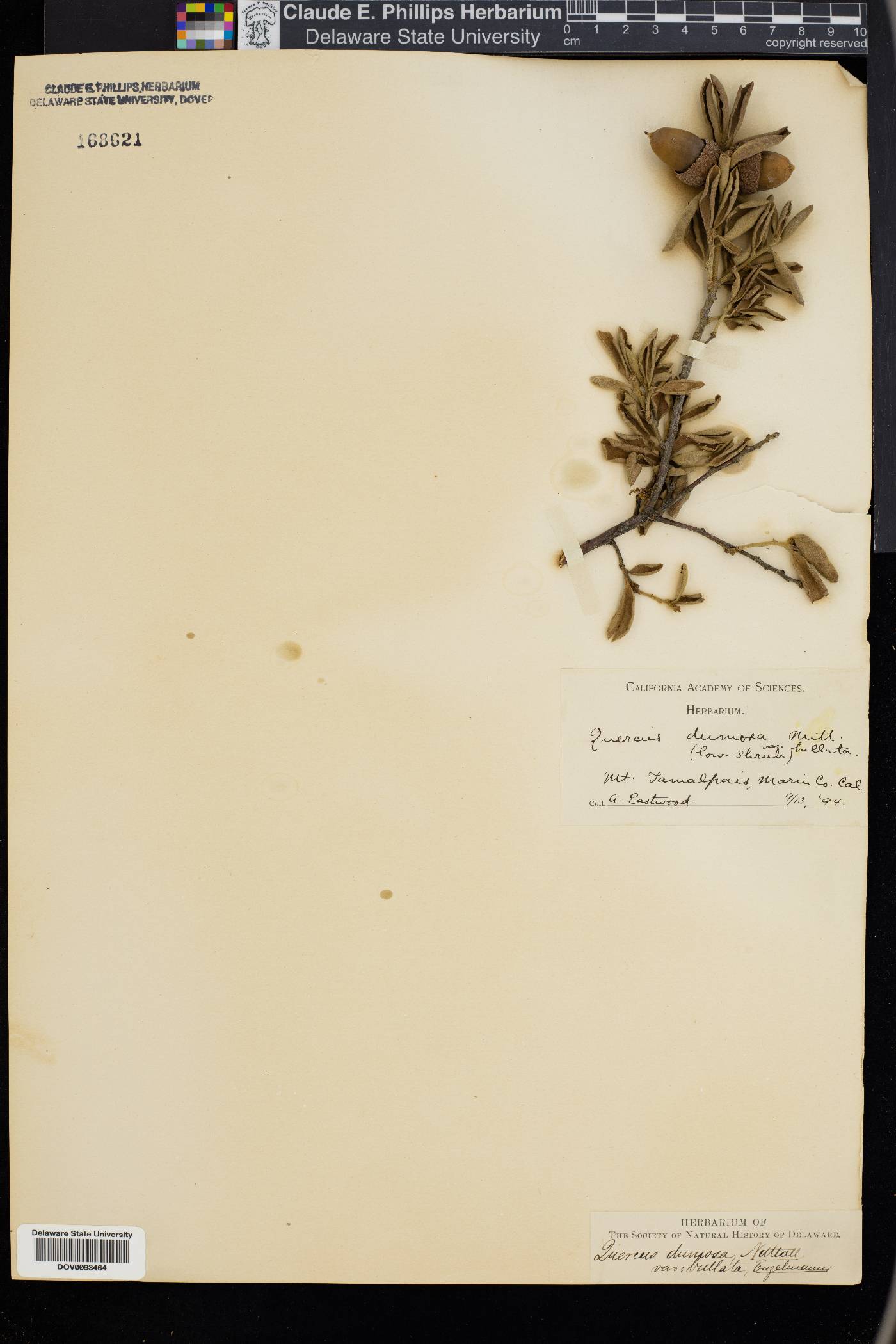 Quercus dumosa image