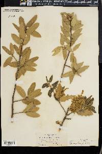 Quercus emoryi image