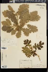 Quercus gambelii image