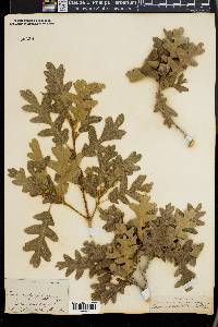 Quercus gambelii image