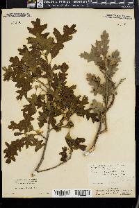 Quercus gambelii image