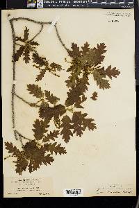 Quercus gambelii image