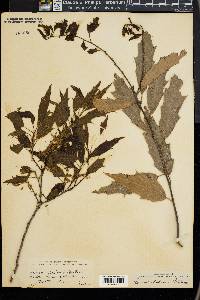 Quercus acutifolia image