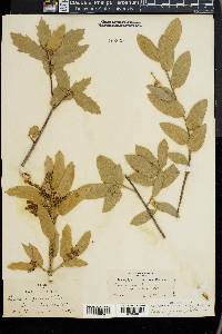 Quercus grisea image