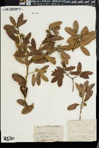 Quercus grisea image