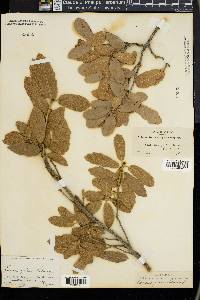 Quercus grisea image