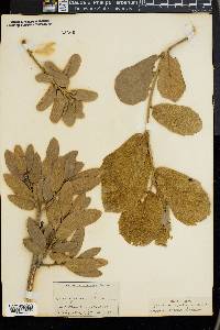 Quercus grisea image