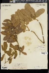 Quercus grisea image