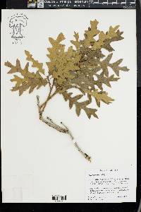 Quercus havardii image