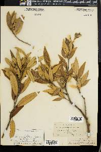 Quercus hypoleucoides image