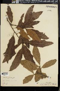 Quercus cerris image