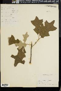 Quercus ilicifolia image