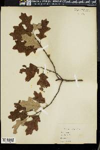 Quercus ilicifolia image