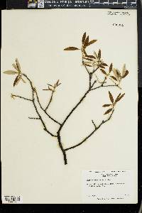 Quercus imbricaria image