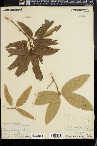 Quercus imbricaria image