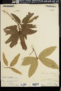 Quercus imbricaria image
