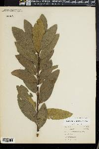 Quercus imbricaria image