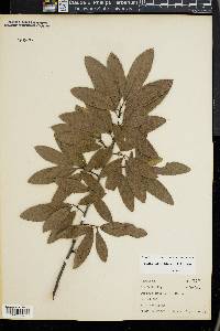 Quercus imbricaria image