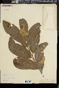 Quercus imbricaria image