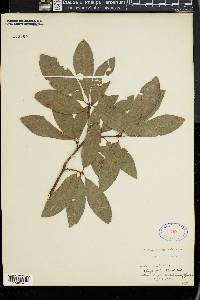 Quercus imbricaria image