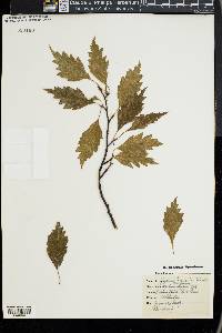 Quercus pubescens image