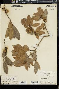 Quercus laurifolia image