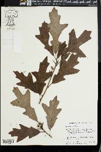 Quercus lyrata image