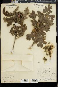 Quercus lobata image