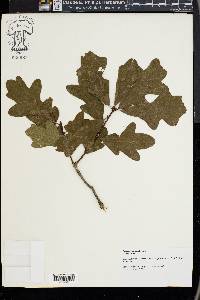 Quercus margaretta image