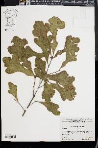 Quercus margaretta image