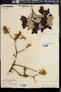 Quercus ilicifolia image