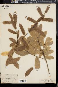 Quercus oblongifolia image