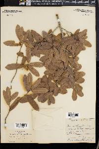 Quercus oblongifolia image