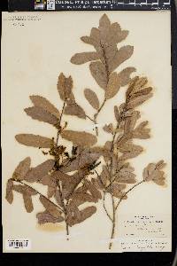 Quercus oblongifolia image