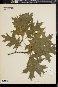 Quercus palustris image