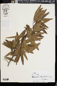 Quercus phellos image