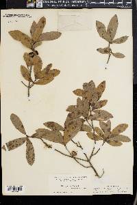 Quercus phellos image