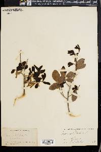 Quercus phellos image