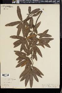 Quercus phellos image