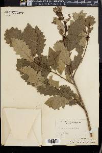 Quercus prinoides image