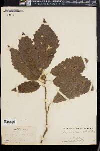 Quercus prinoides image