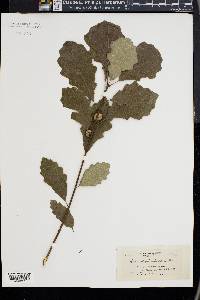 Quercus prinoides image