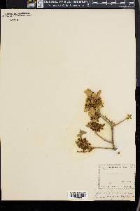 Quercus pungens image