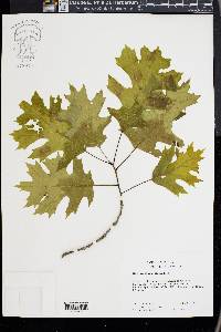 Quercus shumardii image