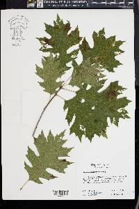 Quercus shumardii image