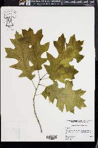 Quercus shumardii image