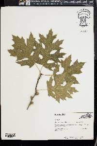 Quercus shumardii image