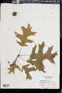 Quercus shumardii image