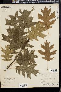 Quercus texana image