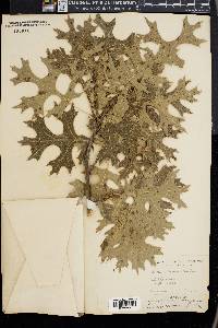 Quercus texana image